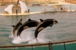 Marineland 1 Villa's du Verdon Frankrijk Provence Antibus vakantiehuis cannes nice gezin.jpg