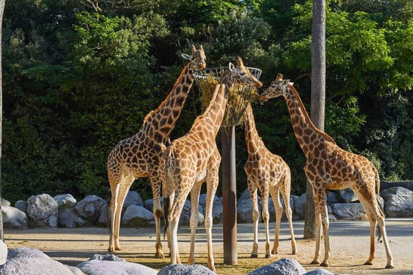 Dierenpark 10 Poitou-Charentes giraffes vakantie Les Forges Frankrijk gezin met kinderen.jpg