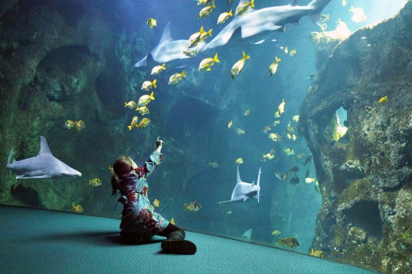Rochelle Aquarium 6 Frankrijk vakantie kust zee zwemmen atlantisch haven strand forges.jpg