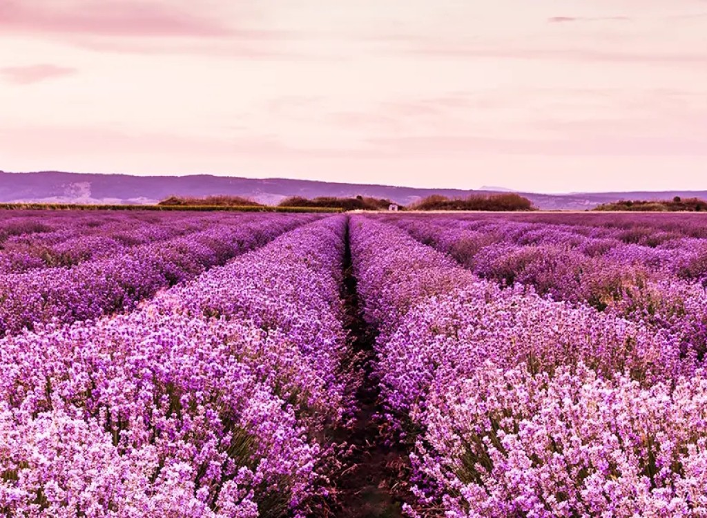 Regionale producten 6 Provence Frankrijk Cote d Azur Lavendel vakantie luxe villa.jpg