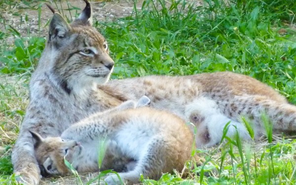 Fauverie 9 dierentuin Mont Faron Toulon ZOO  Frankrijk Provence vakantie Middellandse zee villa.jpg