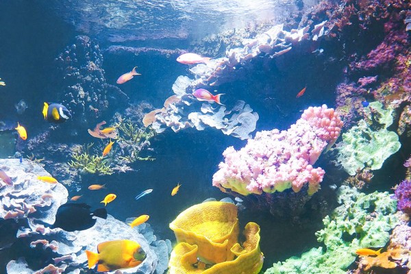 Rochelle Aquarium 7a Frankrijk vakantie kust zee zwemmen atlantisch haven strand forges.jpg
