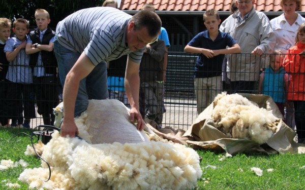 Mouton Village 15 Vasles Frankrijk vakantie Forges schapen park kinderen.jpg