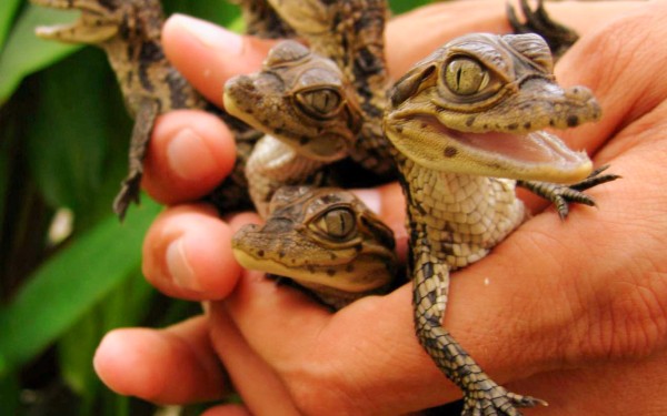 Crocodiles 4 planete Frankrijk vakantie civaux poitou charentes forges reptielen.jpg