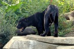 Zoo 21 Arcachon bassin teste buch Frankrijk dierentuin vakantie Bordeaux Gironde luxe villa animatie