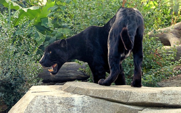 Zoo 21 Arcachon bassin teste buch Frankrijk dierentuin vakantie Bordeaux Gironde luxe villa animatie