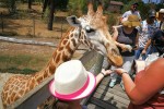 Zoo 7 Arcachon bassin teste buch Frankrijk dierentuin vakantie giraffe Bordeaux Gironde luxe villa a