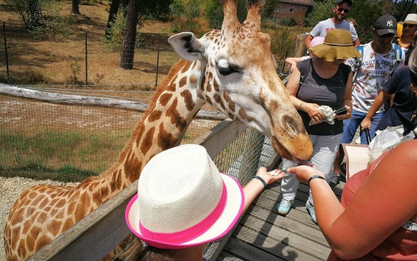 Zoo 7 Arcachon bassin teste buch Frankrijk dierentuin vakantie giraffe Bordeaux Gironde luxe villa a