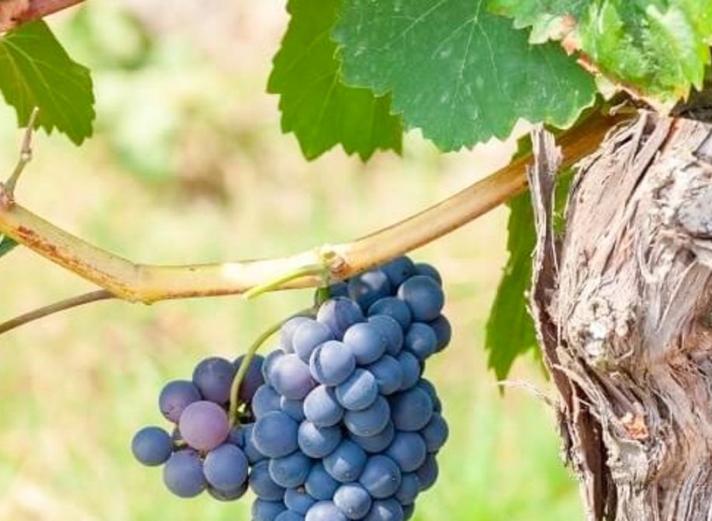 Wijn Languedoc 13 Roussillon zuid Frankrijk wijngaard druiven vakantie aoc.jpg