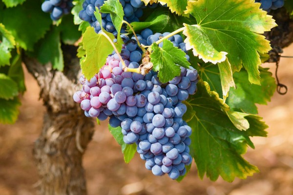 Wijn Languedoc 5 Roussillon zuid Frankrijk druiven vakantie aoc.jpg