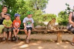 Apen Rocamadour 9 Frankrijk Dordogne gezin singes familie monkey vakantie gezin senioren.jpg
