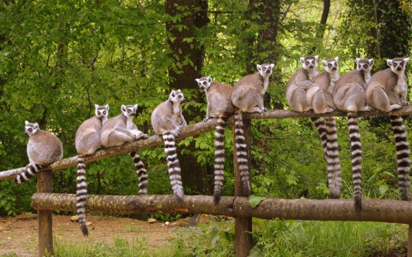 Vallee 2 des singes zoodyssezoo de la palmyre pescalis frankrijk bois senis domaine les forges golf