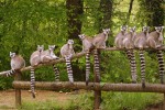 Vallee 2 des singes zoodyssezoo de la palmyre pescalis frankrijk bois senis domaine les forges golf