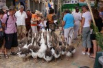 Brignoles 10 Var Provence feest nans les pins farnkrijk vakantiehuis villa luxe toerisme.jpg