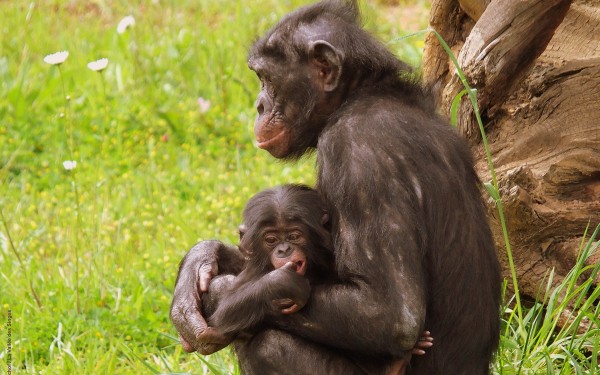 Vallee 5a des singes zoo de la palmyre pescalis frankrijk bois senis domaine les forges dierenpark v