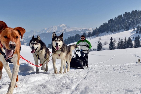 Hondenslee 12 chiens de traineux Frankrijk Alpen Portes du Soleil Abondance Odyssee Mont Blanc.jpg