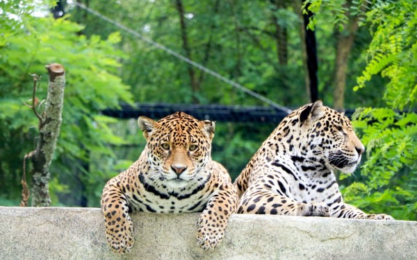 Zoo 13 Arcachon bassin teste buch Frankrijk dierentuin tijger vakantie Bordeaux Gironde luxe villa a