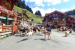 Lindarets 10 Portes du soleil vakantie bij Avoriaz en Morzine geitendorp village des chevres.jpg