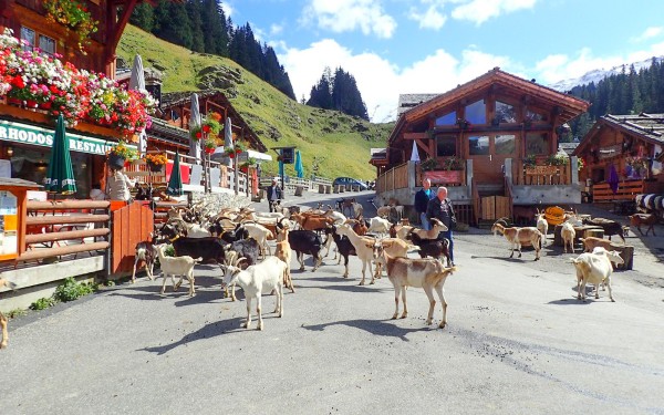 Lindarets 10 Portes du soleil vakantie bij Avoriaz en Morzine geitendorp village des chevres.jpg