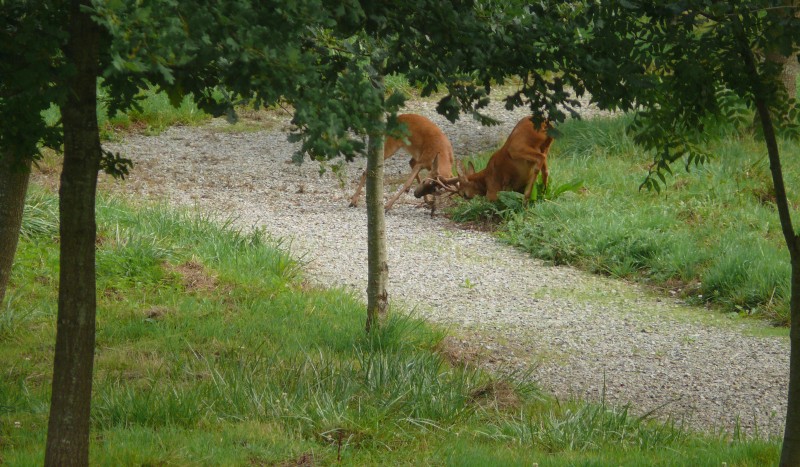Bourg Ouest 9 vakantievilla Frankrijk golf des forges prive zwembad Charente Poitou bos wandelen.jpg