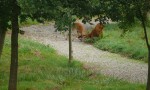 Bourg Ouest 9 vakantievilla Frankrijk golf des forges prive zwembad Charente Poitou bos wandelen.jpg