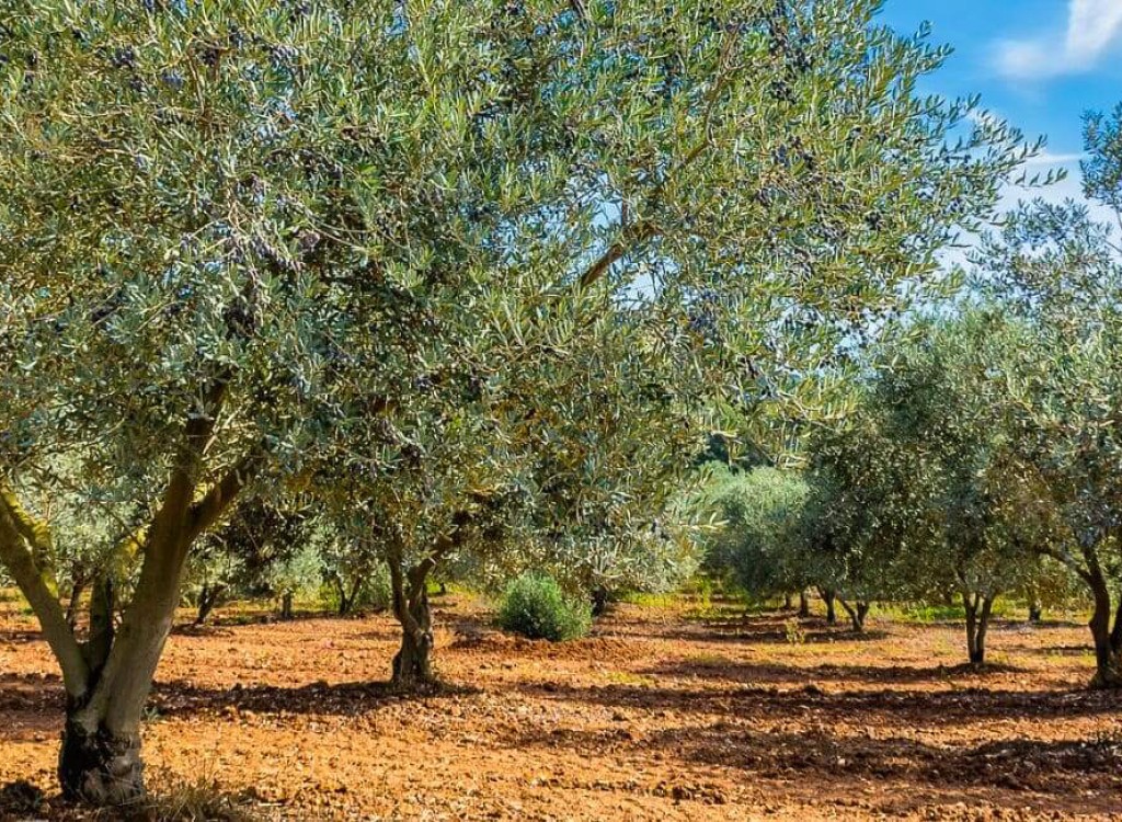 Regionale producten 9 Provence Frankrijk Cote d Azur olijf vakantie luxe villa.jpg