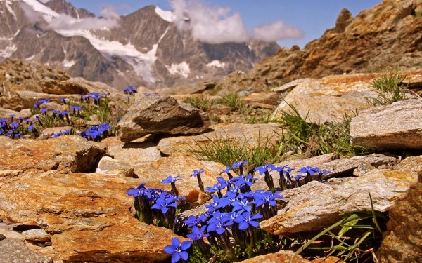 Pyreneeen B16 Pyrenees Oustal del Carlat gentiaan bloemen recreatiemeer vakantiepark luxe wellness g