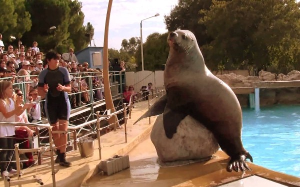 Marineland 9 Villa's du Verdon Frankrijk Provence Antibus vakantiehuis zeeleeuw water springen.jpg