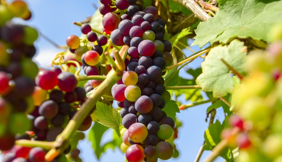 Wijn 6 Frankrijk Provence Bordeaux Dordogne Languedoc Lot proeverij druiven vakantie.jpg