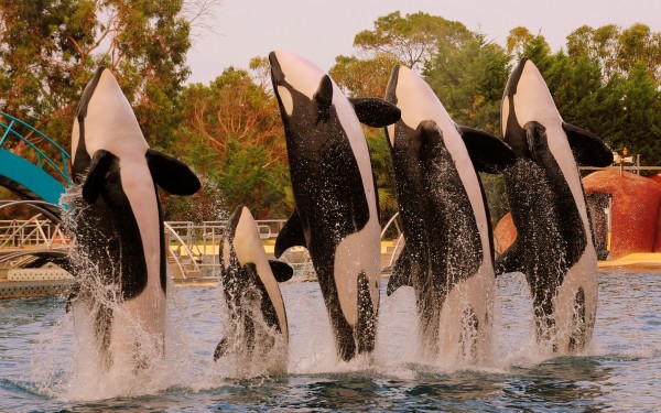 Marineland 8 Villa's du Verdon Frankrijk Provence Antibus vakantiehuis dolfijnen attractie springen.