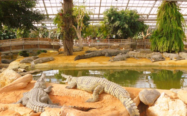 Crocodiles 1 planete Frankrijk vakantie civaux poitou charentes forges reptielen.jpg