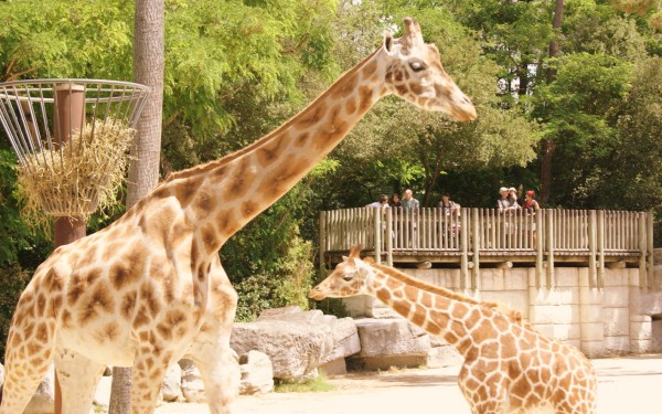 Vallee 8a des singes zoo de la palmyre frankrijk bois senis domaine les forges giraf zand strand vil