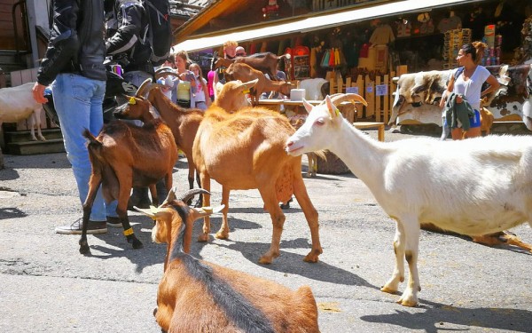 Lindarets 21 Portes du soleil vakantie bij Avoriaz en Morzine geitendorp village des chevres.jpg