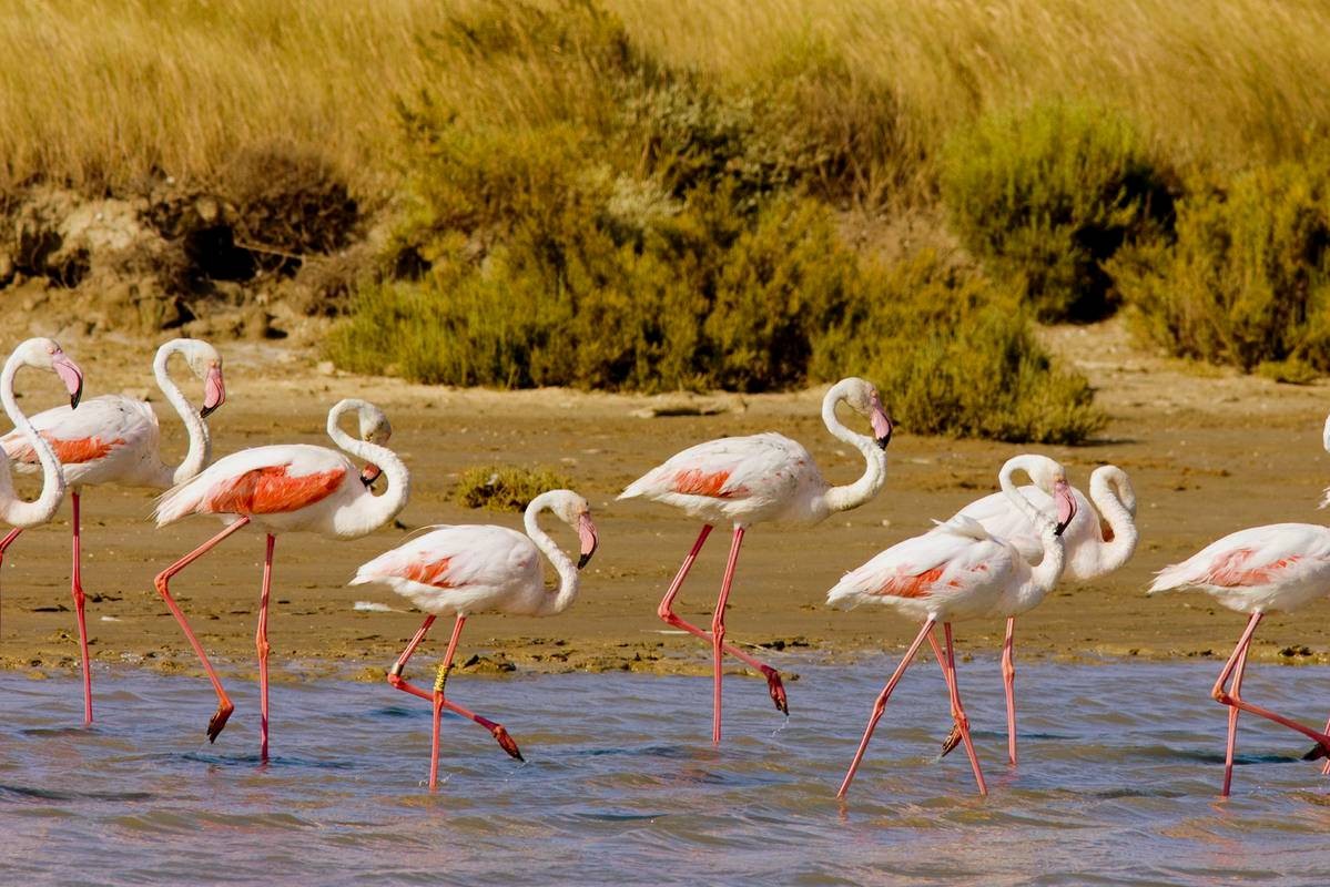 What To Do In The Camargue Francecomfort Holiday Parks