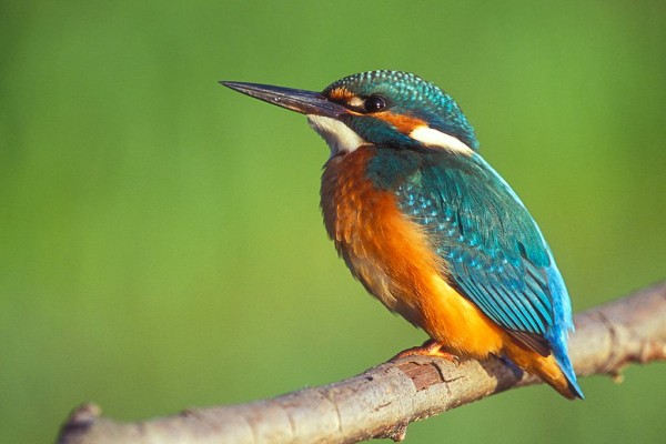 Dierenpark 9 Poitou-Charentes mooie vogel vakantie Les Forges Frankrijk gezin met kinderen.jpg