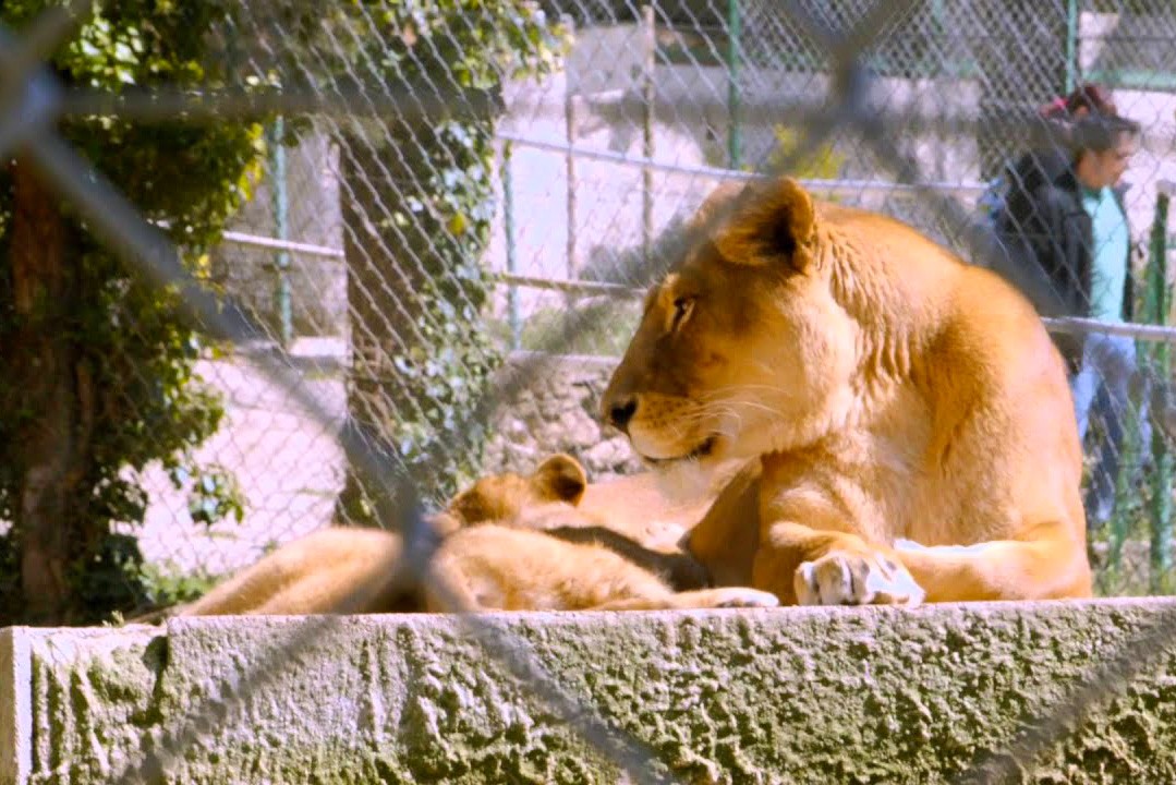 Zoo Fauverie on Mont Faron in