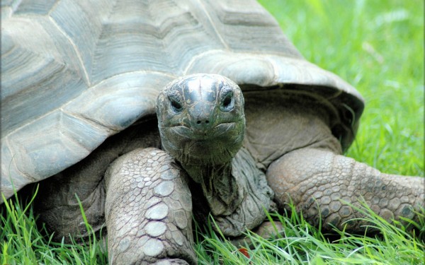 Zoo 18 Arcachon bassin teste buch Frankrijk dierentuin schildpad vakantie Bordeaux Gironde luxe vill