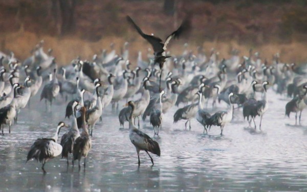 Landes 9 parc naturel Gascognes Frankrijk vakantie regio luxe villa toerisme bos wandelen fietsen.jp