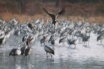 Landes 9 parc naturel Gascognes Frankrijk vakantie regio luxe villa toerisme bos wandelen fietsen.jp