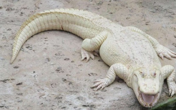 Crocodiles 17 planete Frankrijk vakantie civaux poitou charentes forges reptielen.jpg