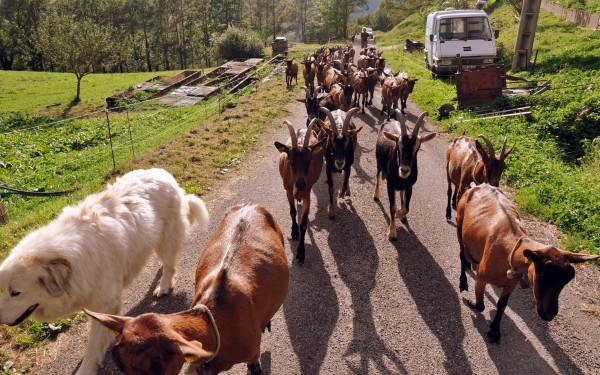 Pyreneeen B14 Pyrenees Oustal del Carlat recreatiemeer vakantiepark luxe wellness gite Frankrijk koe