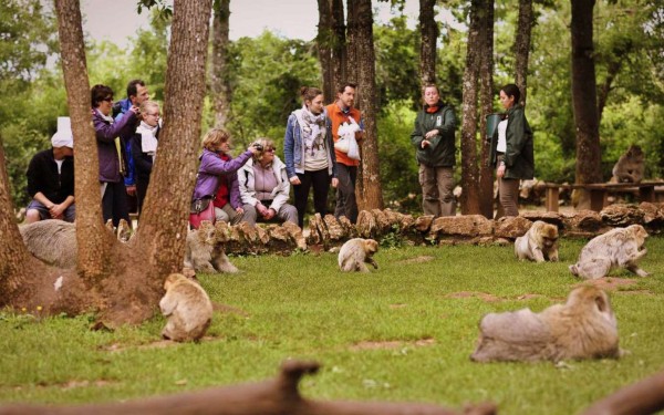 Apen Rocamadour 4 Frankrijk Dordogne Cahors Sarlat vakantiehuis kust midi pyrenees zwembad.jpg