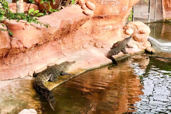 Crocodiles 10 planete Frankrijk vakantie civaux poitou charentes forges reptielen.jpg