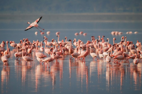 Camargue 9 Frankrijk vakantie flamingo paard Arles Rhone Provence.jpg
