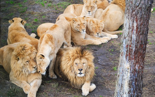 Zoo 3 Arcachon bassin teste buch Frankrijk dierentuin vakantie Bordeaux Gironde luxe villa animatie