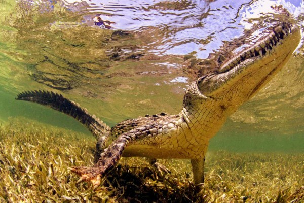 Crocodiles 7 planete Frankrijk vakantie civaux poitou charentes forges reptielen.jpg