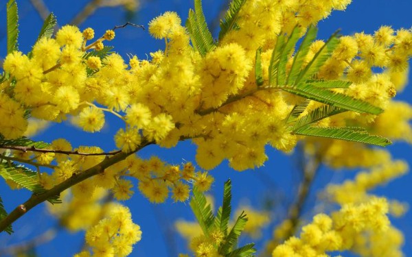 Bormes les mimosas 5 Frankrijk Provence Var riviera toerisme vakantie luxe villa middellandse zee.jp