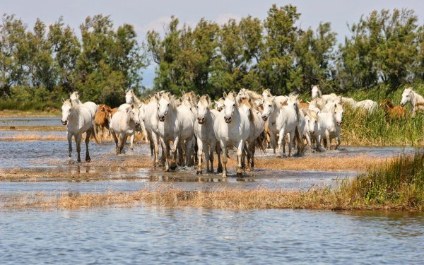 Camargue 1 Frankrijk vakantie flamingo paard Arles Rhone Provence.jpg