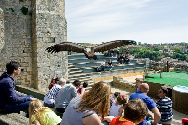 Geants du ciel 21 roofvogels chauvigny Poitiers Frankrijk chateau vakantie show gezin.jpg