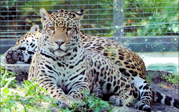 Zoo 14 Arcachon bassin teste buch Frankrijk tijger dierentuin vakantie Bordeaux Gironde luxe villa a